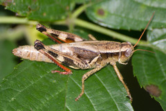 Melanoplus walshii