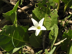 Jaborosa integrifolia