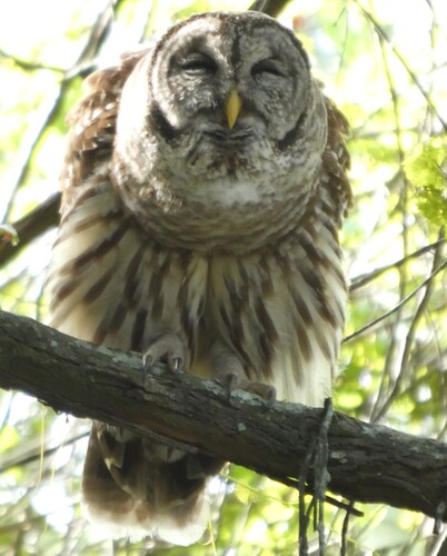 View observation of {o.common_name} on iNaturalist