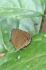 Arhopala amphimuta