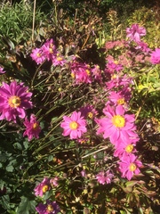 Eriocapitella × hybrida