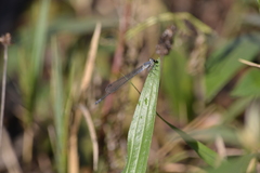 Pseudagrion salisburyense