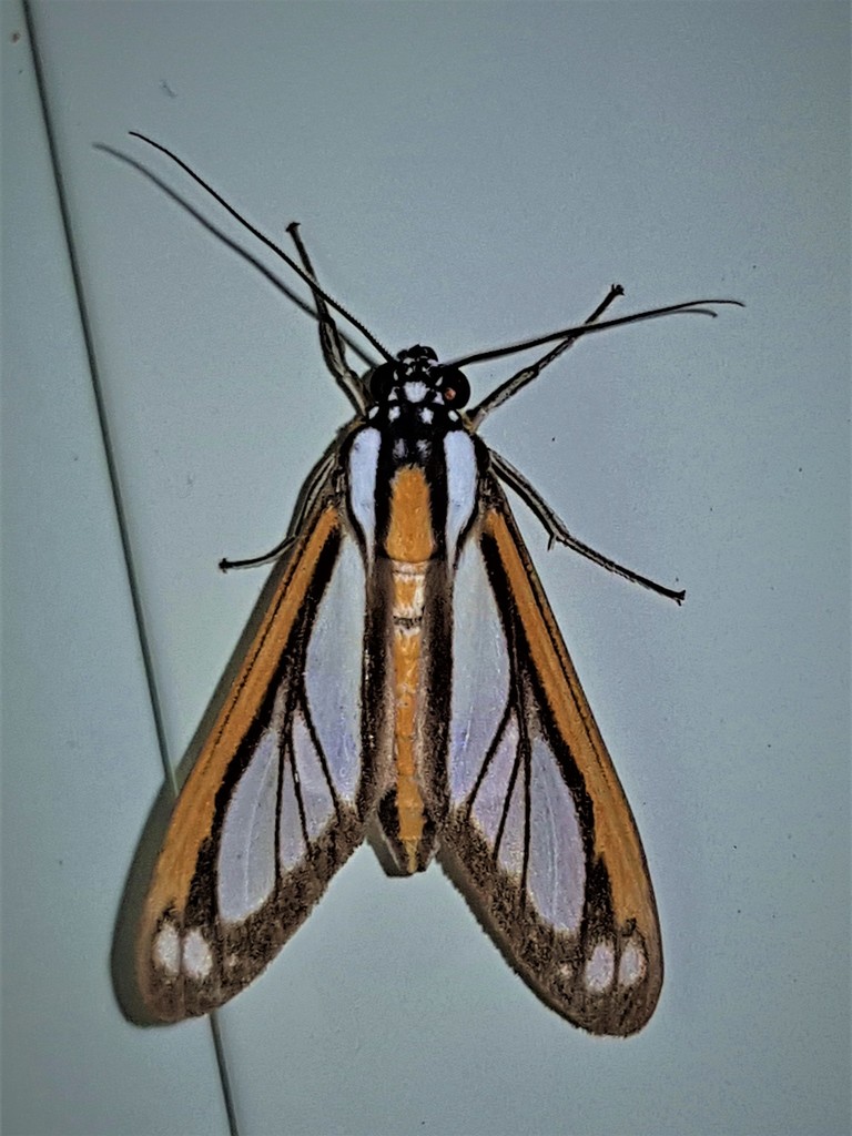 Robinsonia rockstonia