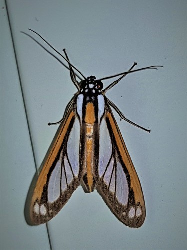 Robinsonia rockstonia