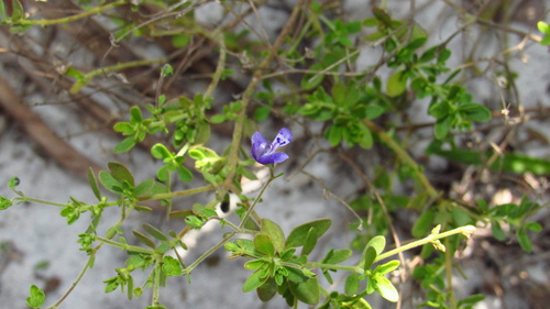 Trichostema suffrutescens image