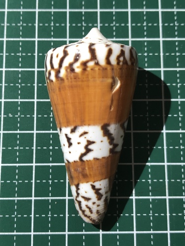General cone
