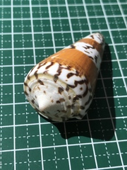 Conus generalis