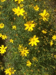 Coreopsis verticillata