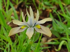 Moraea vegeta