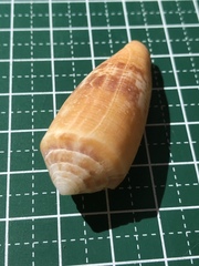 Conus coccineus
