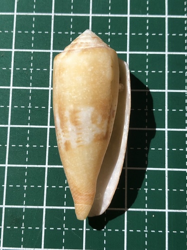 エンジイモ