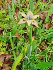 Moraea vegeta
