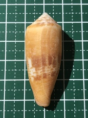 Conus coccineus