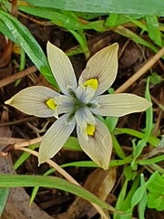 Moraea vegeta