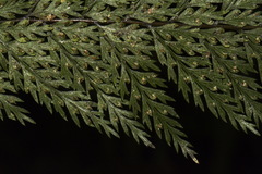 Leptolepia novae-zelandiae