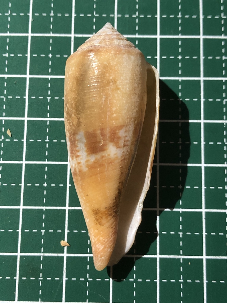 Berry cone