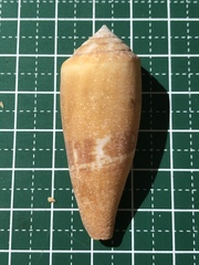 Conus coccineus