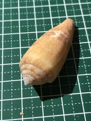 Conus coccineus