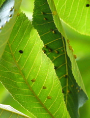 Caryomyia caryaecola