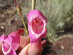 Penstemon floridus floridus