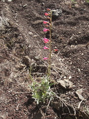 Penstemon floridus floridus