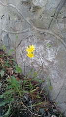 Lapsana communis intermedia