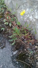 Lapsana communis intermedia
