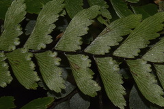 Adiantum fulvum
