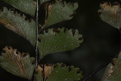 Adiantum fulvum