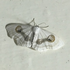 Problepsis conjunctiva