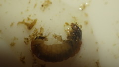 Glossosomatidae