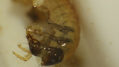 Glossosomatidae