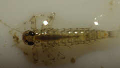 Glossosomatidae