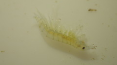 Glossosomatidae