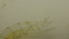 Glossosomatidae