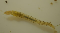 Glossosomatidae