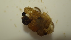 Glossosomatidae