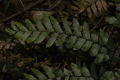 Adiantum fulvum