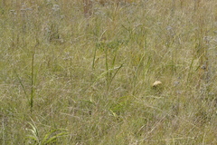 Hypoxis rigidula rigidula