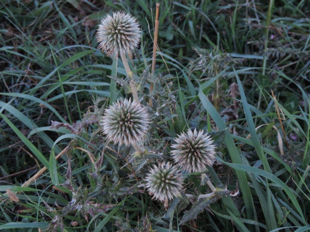 Echinops siculus