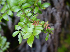 Pterophylla sylvicola