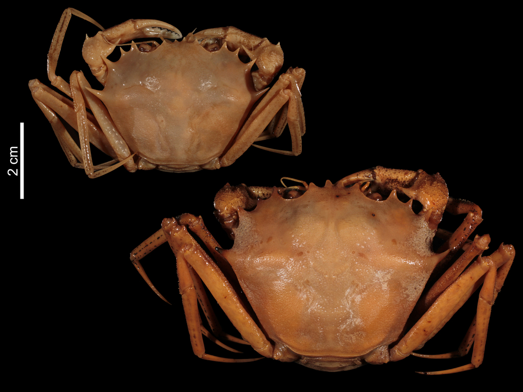 Chaceon inglei