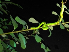 Trimeresurus albolabris