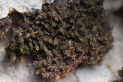 Orthotrichum kellmanii