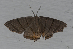 Orudiza protheclaria