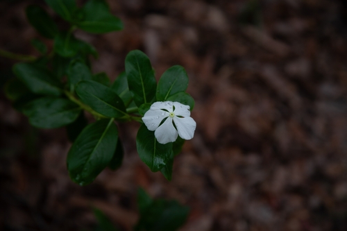 Catharanthus roseus