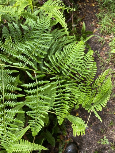 Pteridium aquilinum observed 2025-06-12