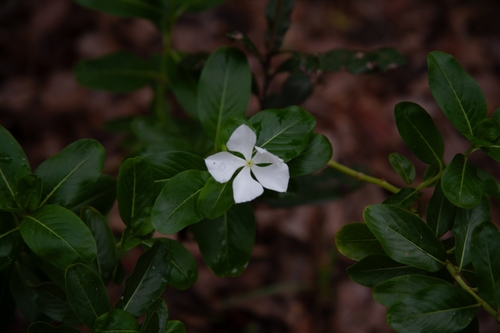 Catharanthus roseus