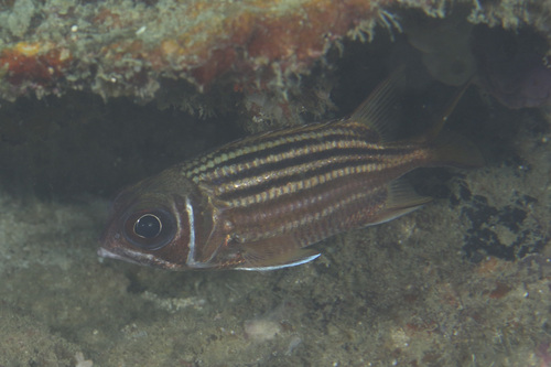 Sargocentron praslin