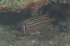 Brownspot Squirrelfish photo 1